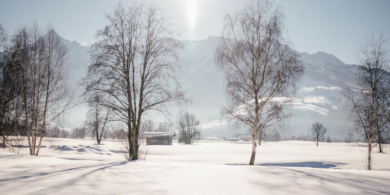 Verschneite Landschaft mit Bäumen und Bergen im Sonnenlicht