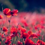 Die Glückshexe: rote Mohnblumen auf einem Feld