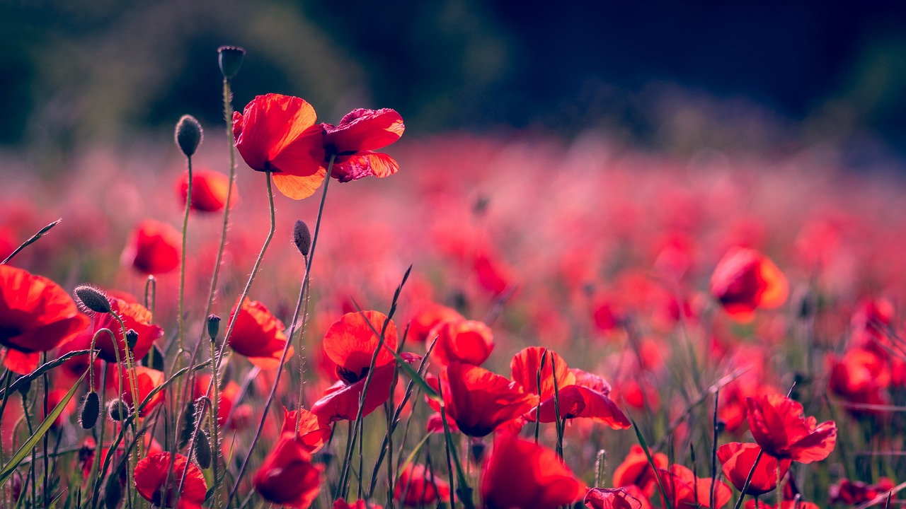 Die Glückshexe: rote Mohnblumen auf einem Feld
